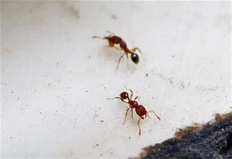 江角走輔 家裏突然很多螞蟻